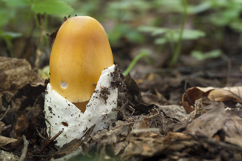 Amanita crocea